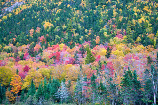 美国。佛蒙特州连绵起伏的丘陵上的秋叶。在新英格兰一个美丽的阳光灿烂的日子里，秋天的巅峰色彩图片下载
