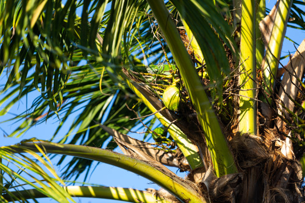 棕树上的鬣蜥图片下载