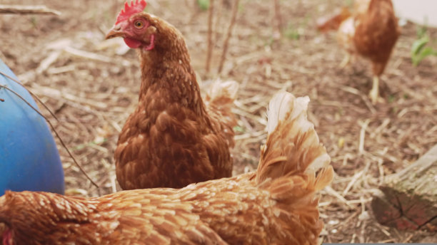 自由放牧的红蛋鸡。农场出产的天然环保产品图片下载