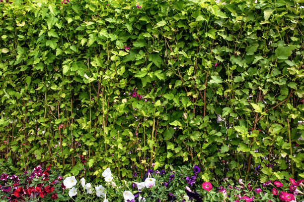 绿色栅栏的质地。图片下载