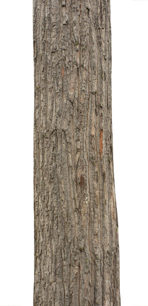 白色背景上孤立的树干图片下载