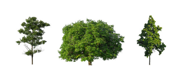树的集合，设置孤立的树在白色背景图片下载