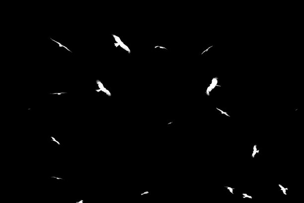 黑色背景上鸟类的白色剪影图片下载