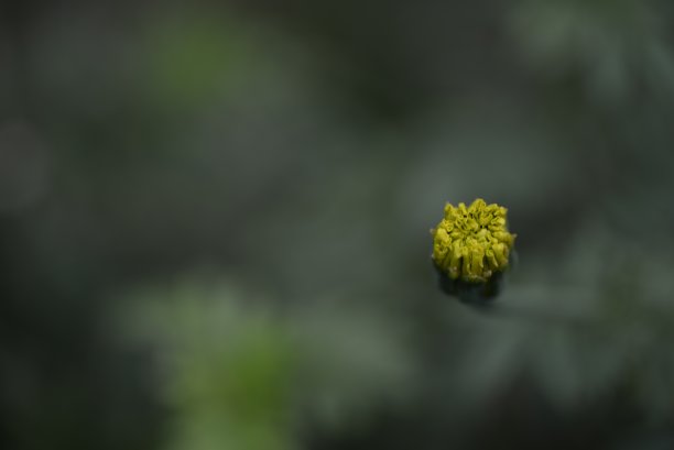 淡黄色的金盏花，金盏花的花蕾特写在绿色的叶子背景上，金盏花特写在绿色的背景上，叶子和花朵的纹理，被绿色图片下载