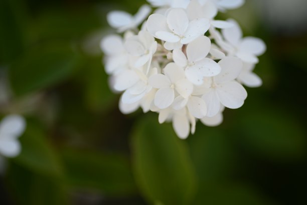 白色的绣球花，一束绣球花特写在绿色的背景上，花的质感，渐变的绣球花，乌克兰灌木绣球花，柔和的白色枝条绣球花在灌木丛中，在一个阳光明媚的晚上，在蓝天的衬托下，绿色的叶子一片图片下载