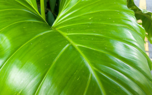 特写细节热带自然绿叶纹理背景，绿叶钙。图片下载