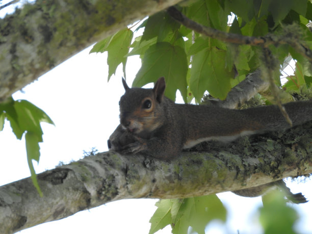 懒惰的松鼠图片下载