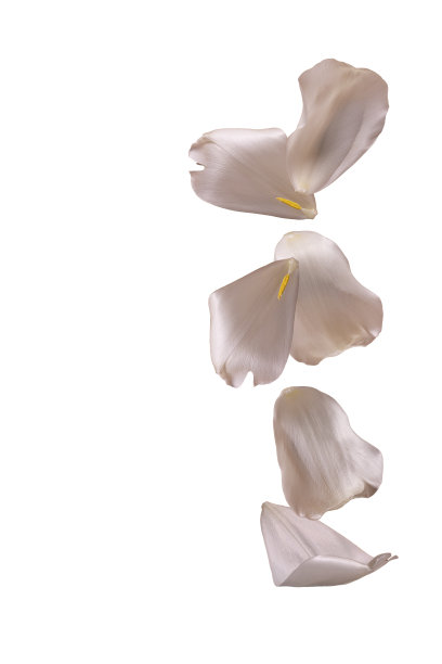 掉落的郁金香花瓣在白色背景上飞翔，复制空间图片下载