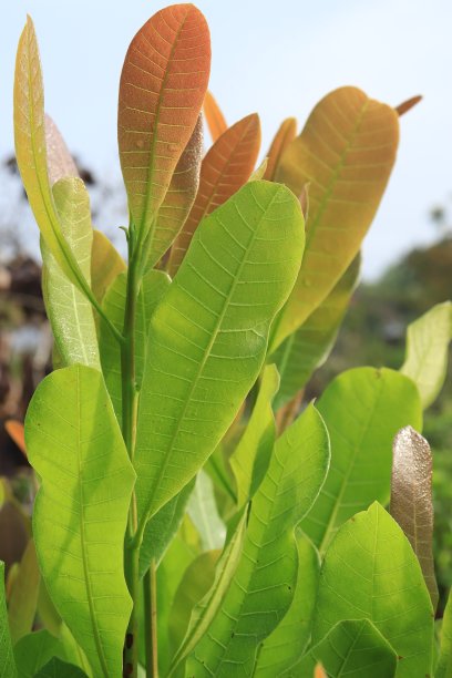 在马来西亚被称为pucuk gajus的Anacardium occidentale的幼叶。富含抗氧化剂的叶子通常可以生吃。图片下载