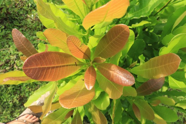 在马来西亚被称为pucuk gajus的Anacardium occidentale的幼叶。富含抗氧化剂的叶子通常可以生吃。图片下载