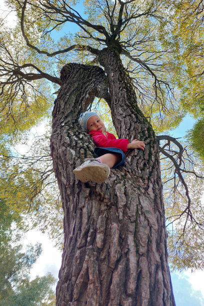 6岁的小女孩坐在高高的树上。有选择性的重点。明亮的秋叶。幸福和快乐的概念。图片下载