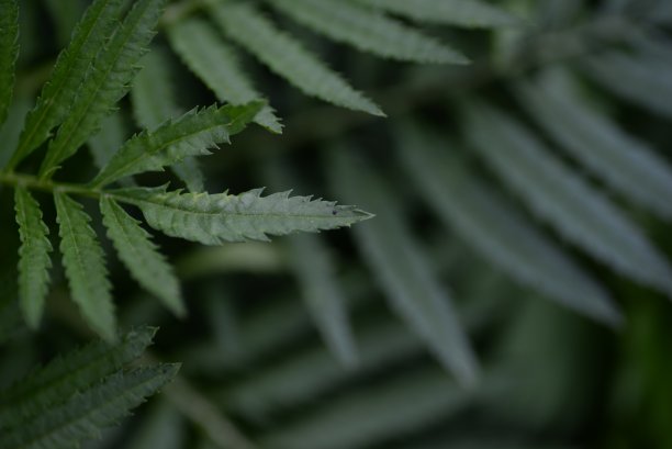 万寿菊叶子特写背景图片下载