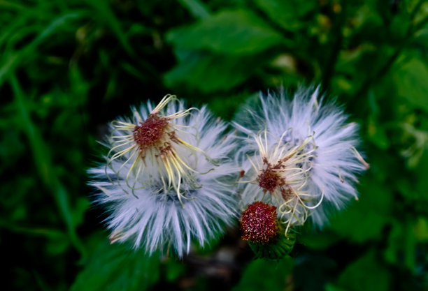 蒲公英图片下载