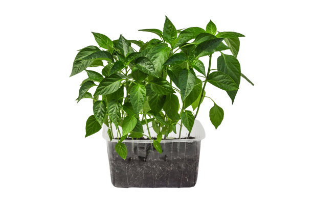 白色背景隔离的塑料容器中的辣椒幼苗图片下载