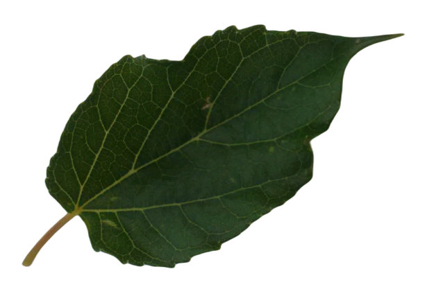 叶黑色桑葚(Morus nigra)在白色背景上，绿色，粗糙的上表面，通常产生几种不同形状的叶。上侧面或正面(ADET)。图片下载