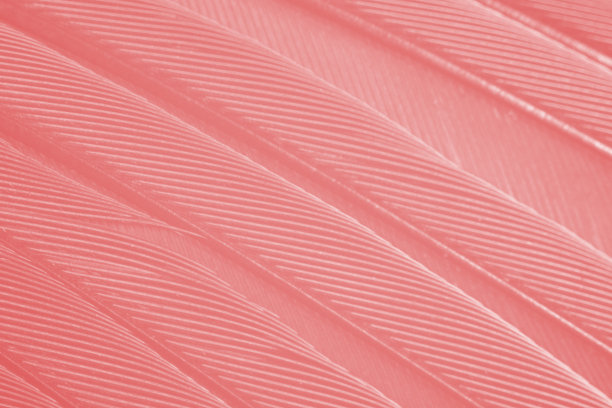 红色羽毛图案纹理背景图片下载