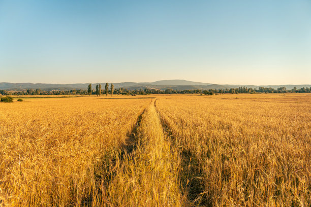 场的小麦图片下载