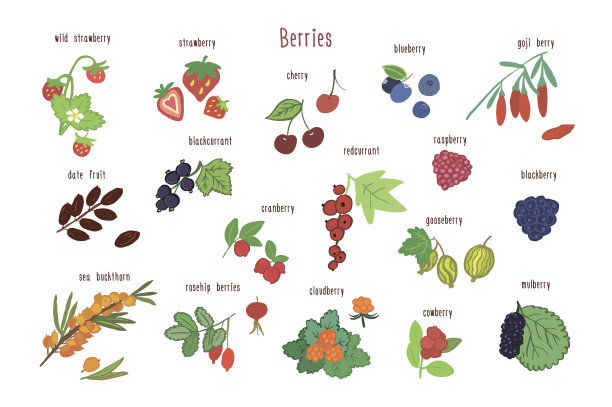 浆果健康食品矢量插图集。图片下载