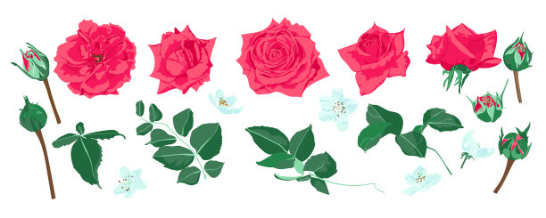 矢量花束，婚礼花套装。图片下载