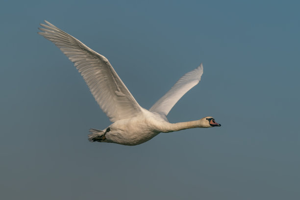 飞行中的哑天鹅(天鹅色)。图片下载