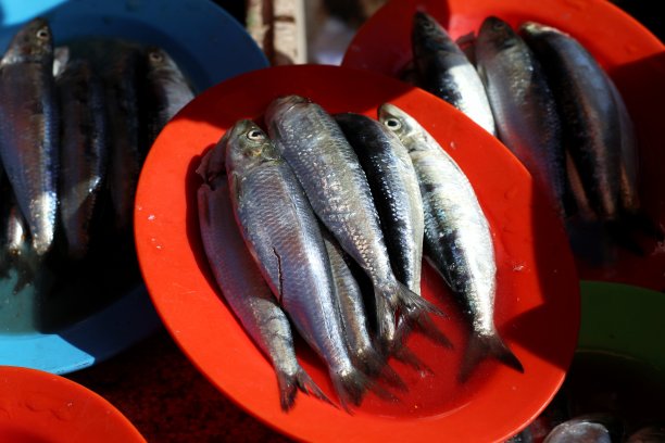 传统市场盘子里的新鲜沙丁鱼图片下载