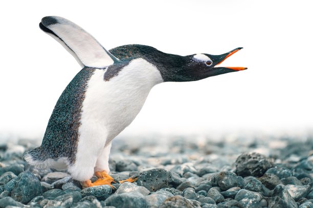 有趣的巴布亚企鹅(Pygoscelis papua)将张开的喙向前伸展，翅膀向上伸展图片下载