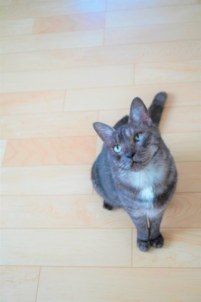 一只长着黑烟虎斑花纹的家猫，头斜靠在木地板的背景上图片下载