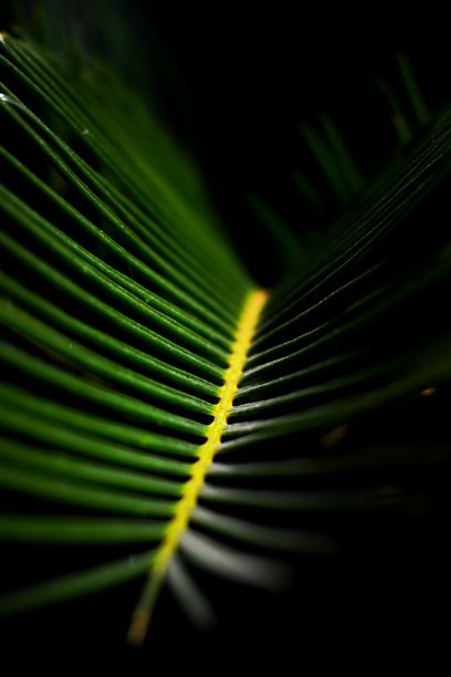 棕榈叶图片下载