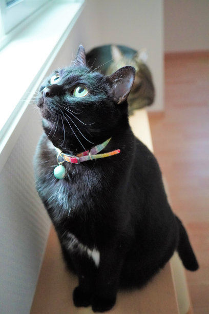 一只黑猫被关在一个房间里，从窗户望着天空图片下载