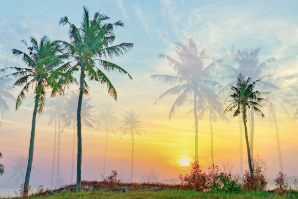 落日背景下的棕榈树图片下载
