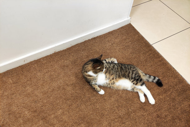 一只流浪的黑白相间的公猫躺在室内的地毯上舔着自己图片下载