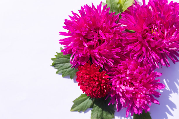 花卉图案。构图与紫色和粉红色紫菀花在白色背景。壁纸、印刷产品。平的。贺卡和设计元素。生日，母亲节，秋天的概念图片下载