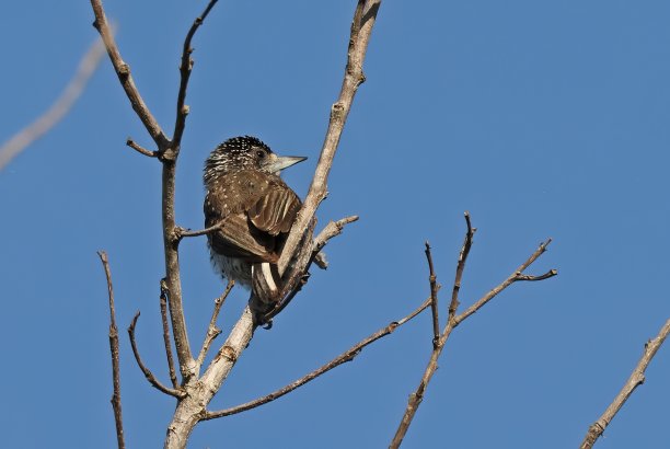 晴朗蓝天下，栖息在光秃秃树上的鸟儿仰视角度照片图片下载