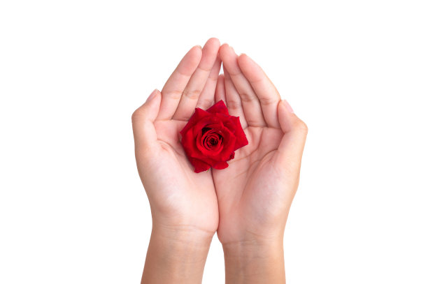 白色背景下，孩子们手中的红玫瑰。图片下载