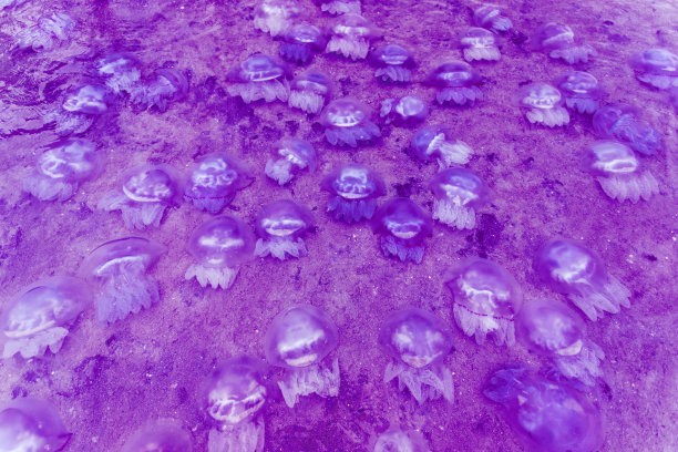 紫色背景上有很多水母图片下载