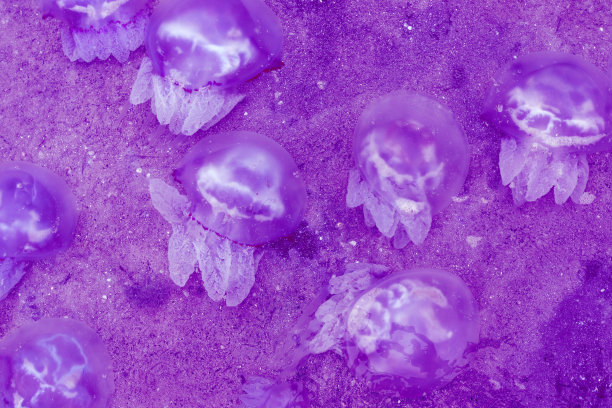 海边有很多水母的特写镜头。生态问题。死水母图片下载