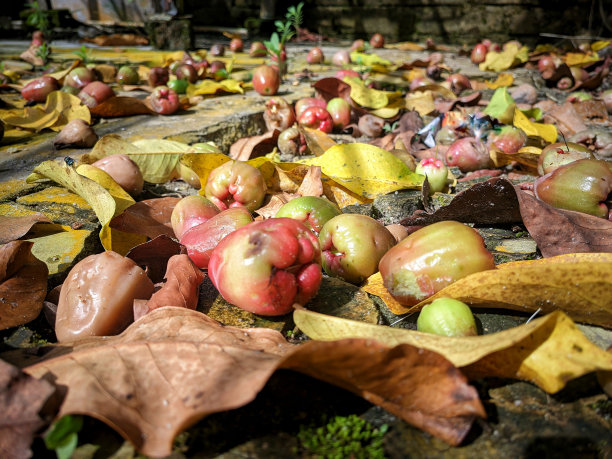 许多番石榴落在地板上，腐烂和一些枯萎的叶子落在后院的家花园，秋天的亚洲图片下载