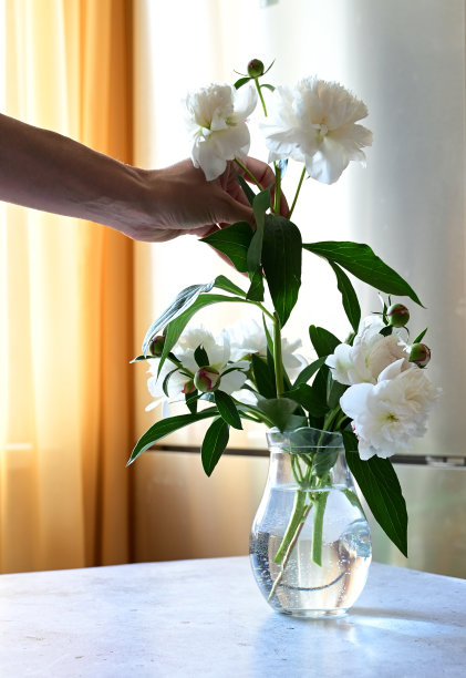 一个女人在做一束牡丹，一束牛皮纸。，修剪花朵，风花石做花束图片下载