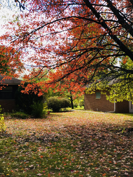 秋天的景色。树枝上的红叶。图片下载