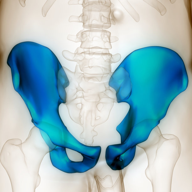 人体骨骼系统髋关节解剖学图片下载
