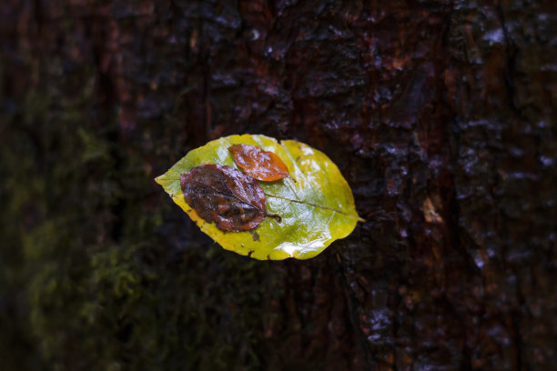 秋天的落叶图片下载