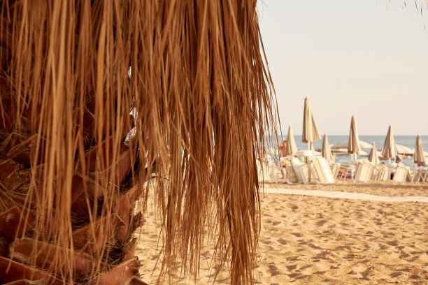 背景是干棕榈树和沙滩上的公共海滩图片下载