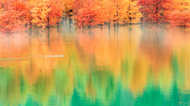 水鸟在色彩斑斓的森林的倒影中溅起水花图片下载