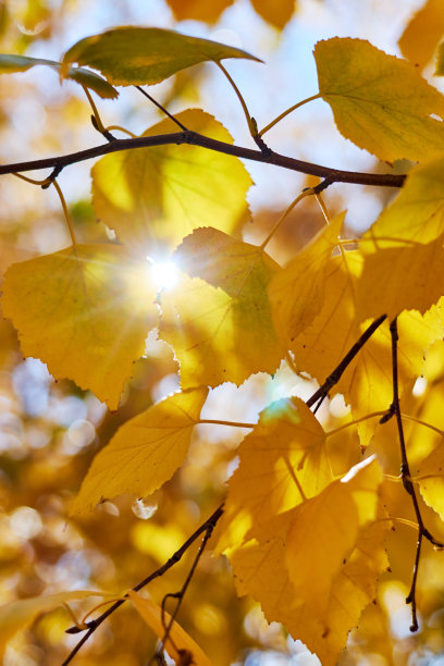 背景为秋日黄叶，阳光明媚图片下载