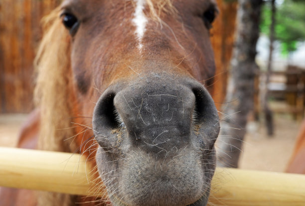 农场里一匹棕色马的特写图片下载
