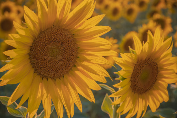 向日葵田景观上的日落照明，黄色的太阳和大量的向日葵图片下载