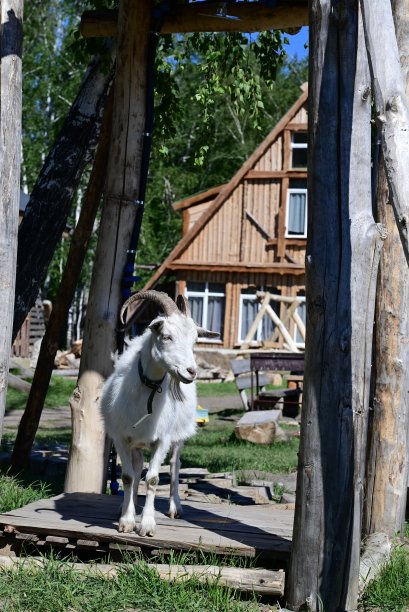 农场动物。可爱的小女孩在牧场上喂山羊图片下载