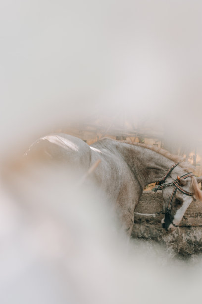 埃及乡村的马图片下载