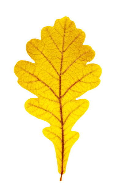 接近秋天的橡树叶子与自然纹理隔离在白色背景。自然带来黄红色的秋叶，装饰元素，微距照片的秋叶。季节性落叶图片下载