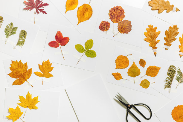 秋季植物标本室平铺着，纸卡片上贴着树叶。俯视图背景用来自不同树木的彩色干叶子压制而成，创意爱好，用天然材料手工diy工艺图片下载